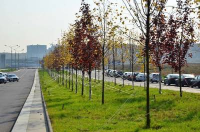 Более 13 тысяч деревьев и кустарников высадили в Москве в рамках месячника по благоустройству