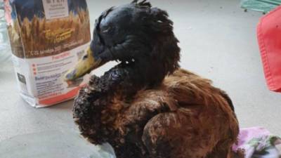 Погибла утка, спасенная тюменцами из лужи нефтепродуктов