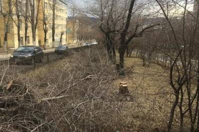 Более 100 деревьев подпилили на улице Горького в Чите – очевидец