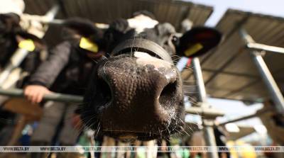 МТЗ открыл новую молочно-товарную ферму в СХЦ "Гайна"
