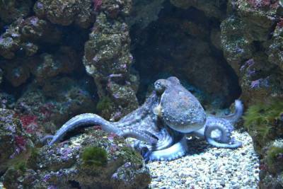Огромный осьминог замечен на побережье Австралии