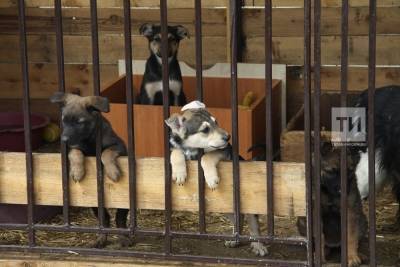Муниципалитеты Татарстана займутся отловом бродячих собак
