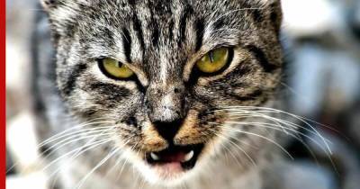 Страшно красивые: рейтинг самых неказистых пород кошек