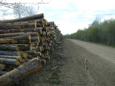Россияне призвали запретить массовую вырубку леса в стране в угоду коммерческим структурам