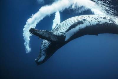Мишустин поддержал законопроект о запрете рыболовства на китообразных