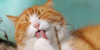 Смешные картинки, видео приколы с котиками 1 мая, которые заставят вас смеяться до слез - ТЕЛЕГРАФ