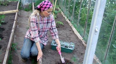 Как вырастить арбузы и дыни в средней полосе и Подмосковье: мастер-класс с фото от Ольги Вороновой