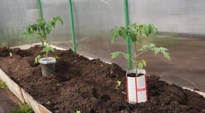 Как правильно высадить рассаду помидор в теплицу и в огород: все секреты дачников