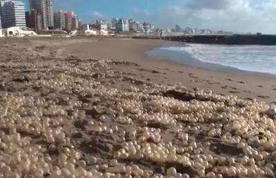 Видеофакт: аргентинский пляж усыпало «жемчугом» - ont.by - Аргентина