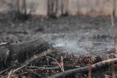 Загоревшуюся сухую траву на окраине Воронежа у больницы №8 потушили