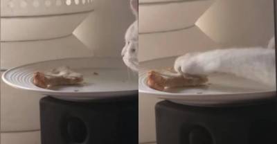 Кошка хотела незаметно стащить бутерброд, прячась за монитором, но "похищение века" попало на видео