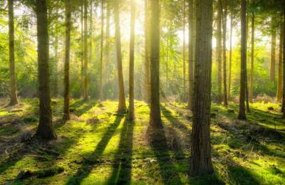 Почти тысячу гектаров лесов высадили в Черкасской области