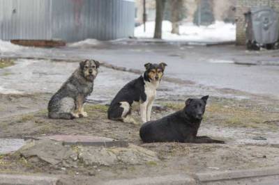 В Херсоне мужчина, которого покусали бродячие собаки, отсудил 10 тыс. грн