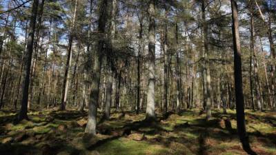 Крики о помощи и труп: странный инцидент в лесу в Шлезвиг-Гольштейне