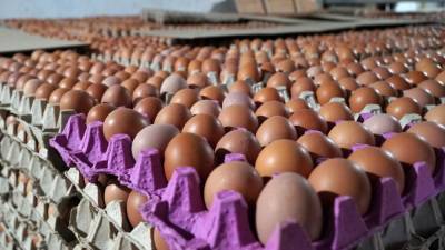 Куриные яйца резко подорожали перед Пасхой в Волгограде