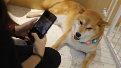 Собака из Петербурга благодаря трюкам стала звездой интернета