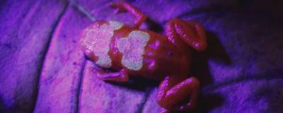 Ученые открыли новый вид светящейся в темноте ядовитой жабы