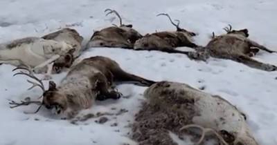 Сотни мертвых оленей нашли на Камчатке