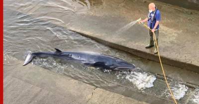 Застрявшего в шлюзе на Темзе кита спасают в Лондоне: видео