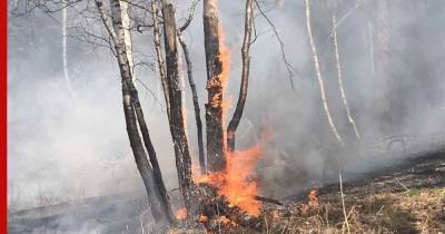 Площадь лесных пожаров в России за сутки сократилась почти на 19,2 тыс. га