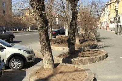 ДМРСУ уберёт тополя возле художественного салона на улице Ленина в Чите