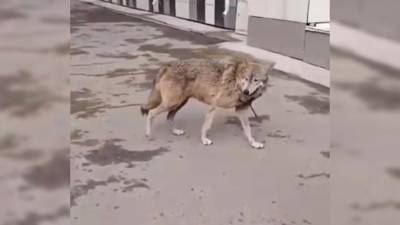 Волчицу с ошейником поймали в центре Красноярска