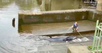 Спасательная операция: в Темзе застрял кит