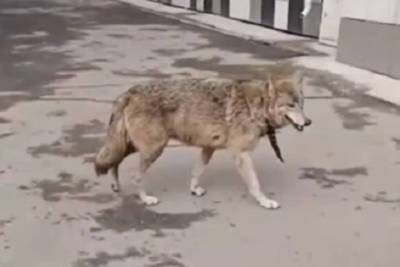 9 мая в Красноярске поймана прирученная волчица