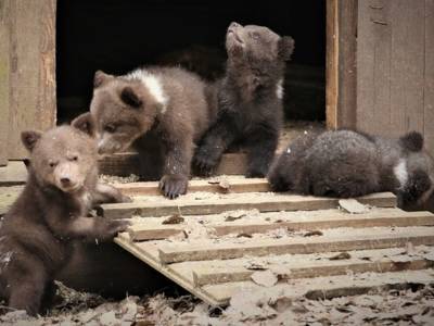 В тверских лесах снова появились медведи — что заставило животных выйти на свободу – Учительская газета