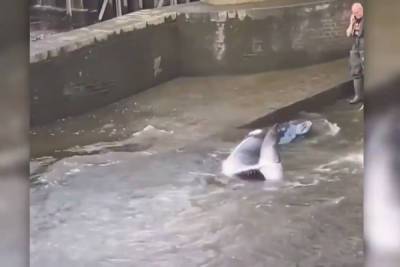 Детёныша кита удалось спасти из шлюза Темзы в Лондоне