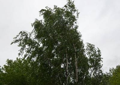 Рязанское МЧС предупредило о порывистом ветре до вечера понедельника
