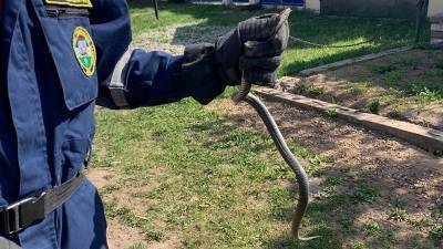 Житель Уфы нашёл в доме ядовитую змею