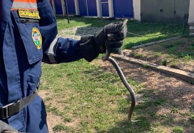 Спасатели выловили в доме в Уфе потенциально опасную змею - news102.ru - Уфа