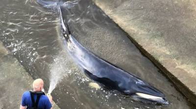 В Лондоне провели спецоперацию по спасению кита, застрявшего в Темзе: видео
