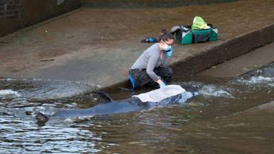 Спасатели освободили застрявшего в лондонском шлюзе детеныша кита