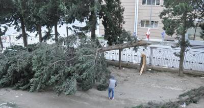 Сильный ветер в Тбилиси вырвал деревья и обрушил стену строящегося дома