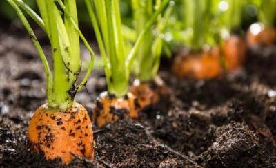 Тюменские дачники начинают сеять морковь и свеклу