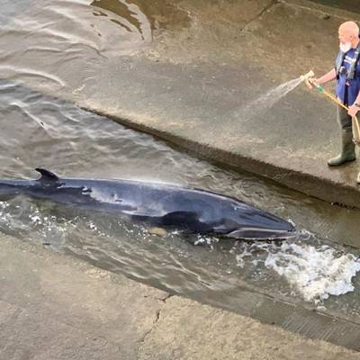 Детеныш кита застрял в одном из шлюзов Темзы в Лондоне, его удалось спасти