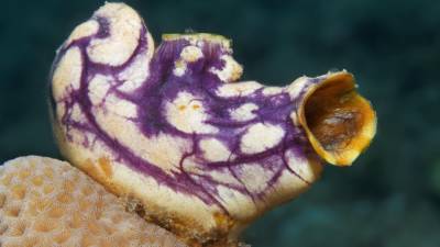 Найденное в Красном море морское животное способно полностью регенерировать