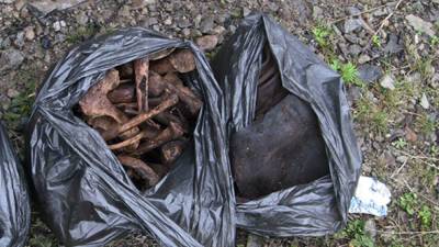 Петербурженка нашла мешок с человеческими костями во время прогулки в парке