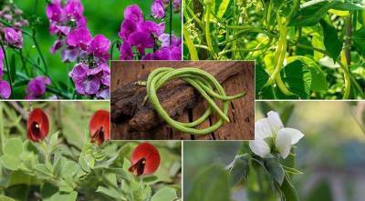 5 причин посадить бобовые на даче: фасоль, горох, вигну и другие
