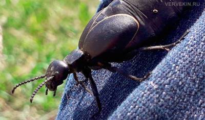 В Башкирии дачники нашли редкого ядовитого жука