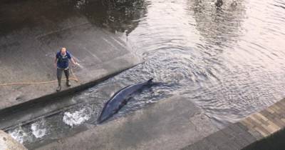 "Спасти рядового полосатика": в Лондоне детеныш кита застрял в шлюзе Темзы (видео)