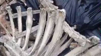 Мешок с костями нашла случайная прохожая в петербургском парке
