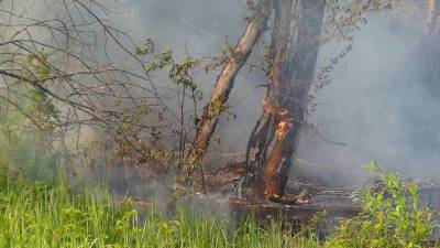 В Башкирии выявили два лесных пожара за сутки