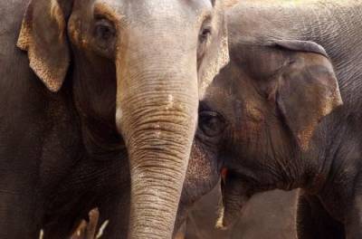 Слоны стали звездами соцсетей, сохранив жизнь птенцам. ВИДЕО