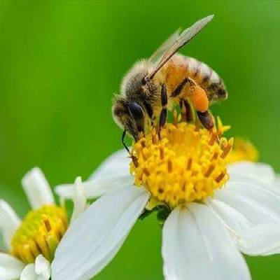 Американские ученые обнаружили в мёде, произведенном пчелами на территории США, цезий-137