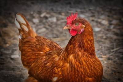 В Тульской области выявили очаг птичьего гриппа