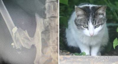 В Чувашии неизвестный обстреливает кошек - pg21.ru - респ. Чувашия - район Красноармейский
