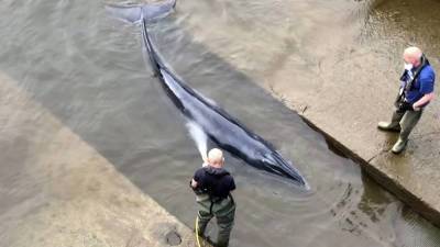 Кадры спасения кита из Темзы обошли весь мир